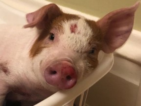 A baby pig likely fell out of a transport truck in Ottawa and was found lying on the side of the highway.