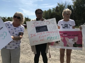 Gail Baker-Gregory, Jennifer Refinnej and Darlene Levecque hold up signs to remember Freely the stocker who escaped the Ottawa Livestock Exchange last month.