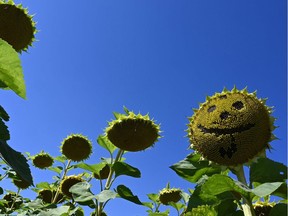 A sunflower with missing seeds depicting a smile is seen in a field.