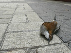 Glass structures pose a hazard to birds.