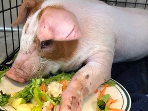 A baby pig likely fell out of a transport truck in Ottawa and was found lying on the side of the highway.