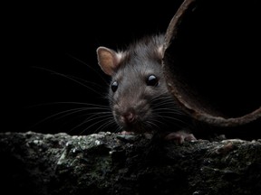 There has been an increase in complaints about rats coming into the Ottawa's 311 centre over the past five years.