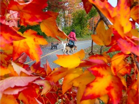 Fall leaves make for a colourful backdrop.