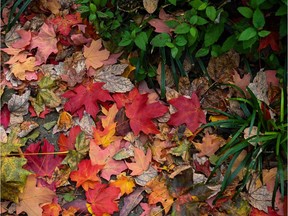 Trees lose their leaves.