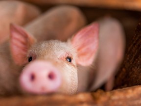 close up of cute pink pig in wooden farm with black eyes looking in camera