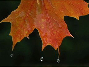 Rain falls off a maple leaf during a rainy fall day in Ottawa.