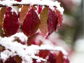 Snow covers autumn leaves