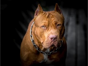 FILE: An American pit bull terrier.