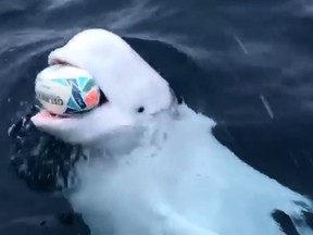 A beluga whale played fetch with a boat load of rugby fans in the Southern Ocean near the South Pole. (Facebook)