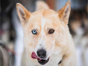 A dog. A dog licking its lips.