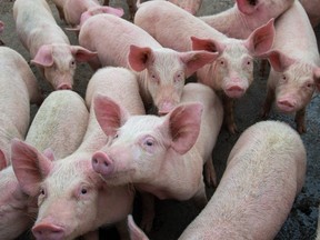 Pigs are pictured in this undated file photo. (Getty Images file photo)