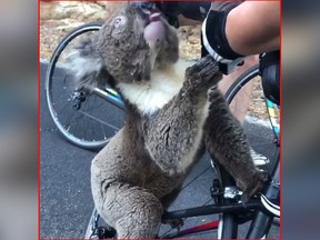 A koala is seen drinking from a water bottle in Australia in this video screenshot.