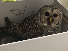 Central Hastings Ontario Provincial Police (OPP) received a call on January 28, 2020 regarding an injured owl on Lahey Road in Madoc