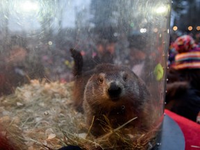 Punxsutawney Phil did not see his shadow predicting an early spring during the 133rd annual Groundhog Day festivities on Feb. 2, 2019 in Punxsutawney, Pa. (Jeff Swensen/Getty Images)