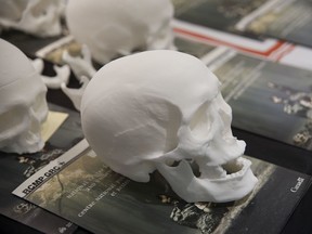 Exact copies of skulls made by the National Research Council, used by artists to reconstruct the facial features of unidentified bodies.