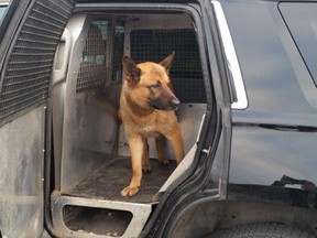 Frigo, a member of the Ottawa police's K-9 unit.