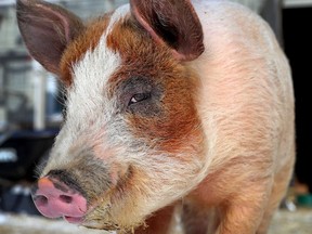 Mango the pig is enjoying life at Penny Lane Farm Sanctuary in Saint-Pascal-Baylon, east of Ottawa.