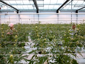 Workers at Canopy Growth Corporation, in Aldergrove, B.C.