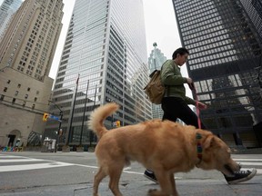 Toronto's financial district looks like a ghost town as a man walks his dog in the area on March on March 24, 2020. (AFP via Getty Images)