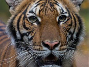 Nadia, a 4-year-old female Malayan tiger at the Bronx Zoo, that the zoo said on April 5, 2020 has tested positive for coronavirus disease (COVID-19) is seen in an undated handout photo provided by the Bronx zoo in New York.