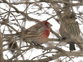 File photo: A pair of House Finches at the Arboretum.