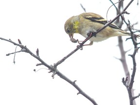 A goldfinch snacks on berries in London, Ont. on Thursday March 19, 2020.