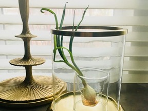 My attempt at living with a plant: watching an onion sprout gracefully in a glass and brass hurricane lantern by my south-facing window.