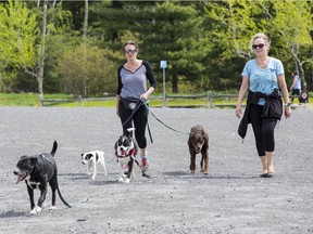Dogs and owners in Bruce Pit dog park on the first day that it was available to dog owners.