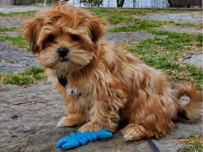 Booboo, a 15-week-old morkie (maltese-yorkie mix), was killed May 17 by an unleashed pitfall-type dog in an Ottawa park. (Photo supplied)