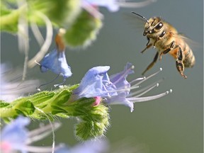 A bee hovers next to flowers.