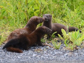 A Mink and her offspring.