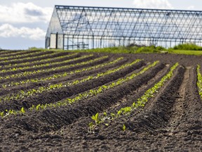 Crops are sprouting up on a farm near Mount Pleasant, Ontario in Brant County on Saturday May 30, 2020. Groups that advocate for Ontario's farmers say a worker shortage could threaten the harvest of some crops across the province. The Ontario Federation of Agriculture, the Ontario Greenhouse Vegetable Growers, and the Canada Horticultural Council say the shortages exist on many farms across the province because of the pandemic.