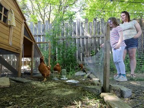 Caitlin Newey and her daughter, Olivia, observe their new laying hens in their Kingston backyard on May 24.
