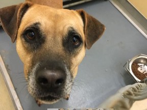 This rescue dog will be euthanized Canadian border officials refuse to allow it to come to Canada from the United States.