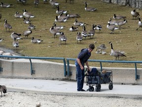 A boy is loaded into a wagon as a man keeps an eye on the Canada geese nearby at the Forks in Winnipeg on Sun., June 21, 2020.