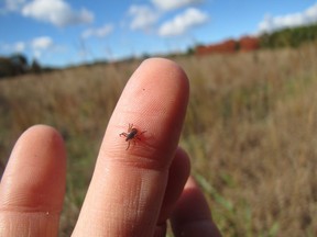 Black-legged ticks, otherwise known as deer ticks, can carry transmit Lyme disease.