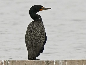 A Double-crested Cormorant