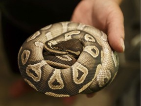 Files: A ball python