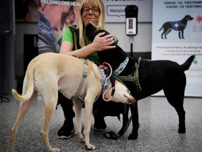 Trainer Susanna Paavilainen is seen with Kossi (left) and Miina (right), sniffer dogs being trained to detect the coronavirus from arriving passengers' samples, at Helsinki Airport in Vantaa, Finland, Tuesday, Sept. 22, 2020.