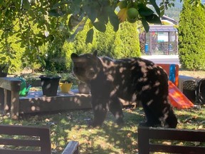 A grizzly bear was pictured eating fruit in a B.C. neighbourhood.