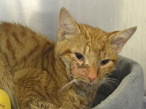 Gulliver, a one-year-old orange tabby cat, is recovering in the care of the Ottawa Humane Society after being found with "horrendous wounds" to his jaw.
