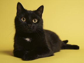 A pet cat was reunited with its owners nearly two years after going missing during the 2018 California wildfires.