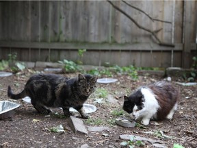 A documentary featuring the ongoing cat crisis in Cornwall will have its première on TVO next week.