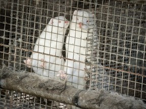 Caged minks are seen amid the coronavirus disease (COVID-19) outbreak, at a mink farm in Gjoel, North Jutland, Denmark Oct. 9, 2020.