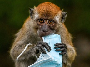 A macaque monkey attempts to eat a face mask.