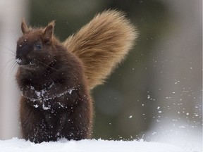 FILE: A squirrel sends snowflakes flying through the air.