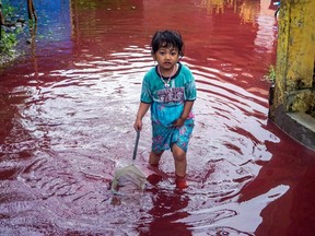 A girl walks through a flooded road with red water due to the dye-waste from cloth factories, in Pekalongan, Central Java province, Indonesia, Saturday, Feb. 6, 2021.
