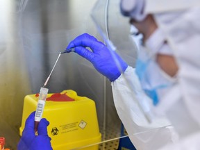 FILE: A medical worker holds a swab sample of a coronavirus disease (COVID-19) test.