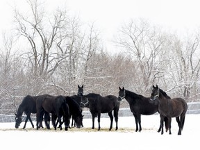 Horses feed at the Royal Canadian Mounted Police Musical Ride stables after a fresh snowfall on Wednesday, Mar. 3, 2021