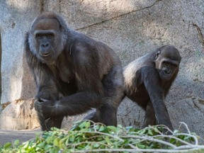 This handout photo released by San Diego Zoo Global on Jan. 25, 2021 shows silverback gorilla Leslie, left, and gorilla Imani recovering after a diagnosis of SARS-CoV-2, the virus that causes COVID-19, in several troop members at the San Diego Zoo Safari Park earlier that month. Nine great apes at the zoo have become the first non-human primates given vaccinations.